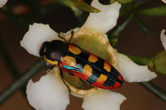 Castiarina pallidiventris