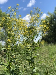 Sisymbrium strictissimum