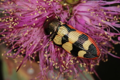Castiarina simulata