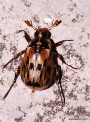 Paranomala terronoides