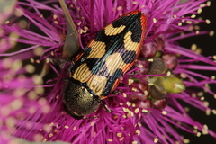 Castiarina simulata