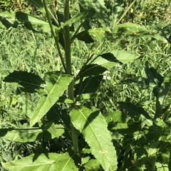 Sisymbrium strictissimum