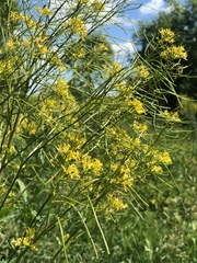 Sisymbrium strictissimum