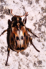 Paranomala terronoides