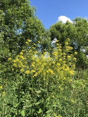 Sisymbrium strictissimum