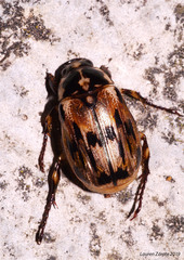 Paranomala terronoides