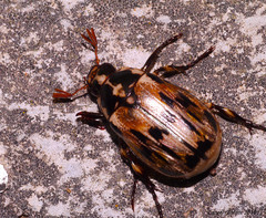 Paranomala terronoides