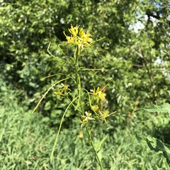Sisymbrium strictissimum