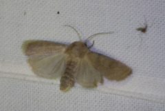 Hoplodrina octogenaria