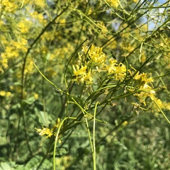 Sisymbrium strictissimum