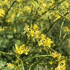 Sisymbrium strictissimum