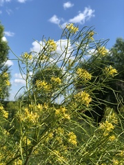 Sisymbrium strictissimum
