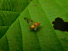 Myoleja lucida