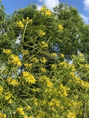 Sisymbrium strictissimum