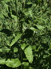Sisymbrium strictissimum