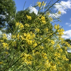 Sisymbrium strictissimum