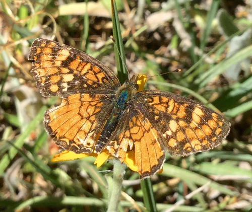 iNaturalist observation photo of Field Crescent