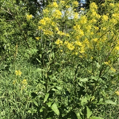 Sisymbrium strictissimum