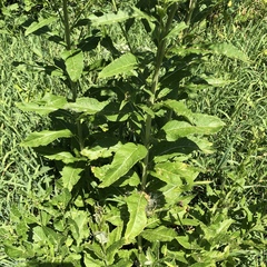 Sisymbrium strictissimum