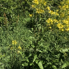 Sisymbrium strictissimum