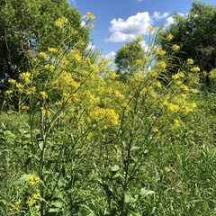 Sisymbrium strictissimum
