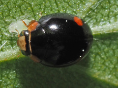 Hyperaspis campestris