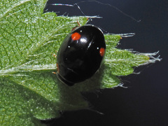 Hyperaspis campestris