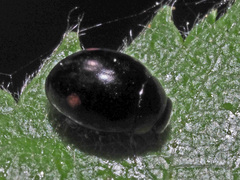 Hyperaspis campestris