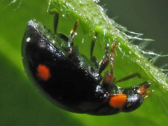 Hyperaspis campestris