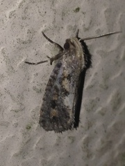 Acrolophus popeanella