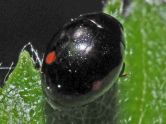 Hyperaspis campestris