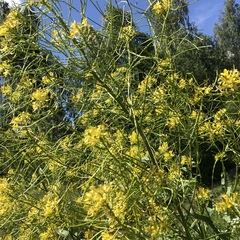 Sisymbrium strictissimum