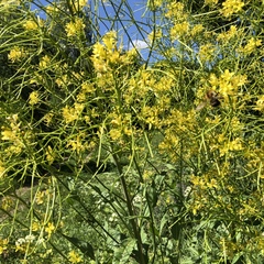 Sisymbrium strictissimum