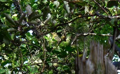 Urodynamis taitensis