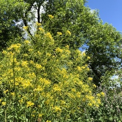 Sisymbrium strictissimum