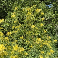 Sisymbrium strictissimum