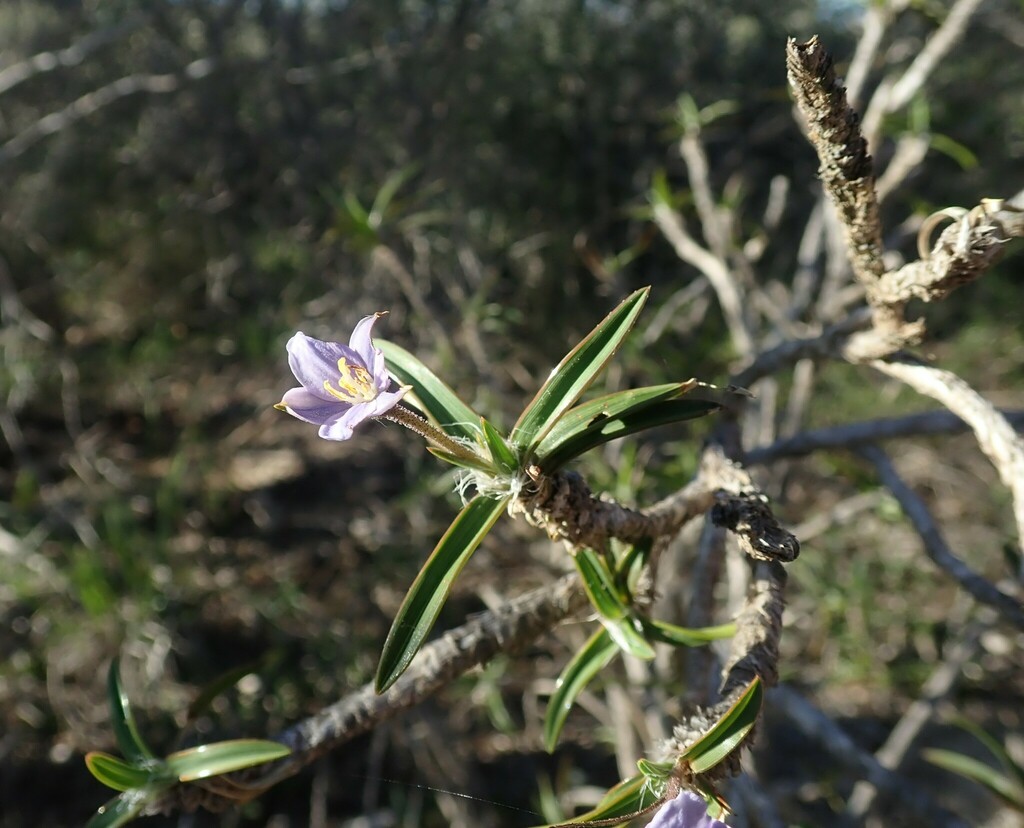 Xerophyta pinifolia