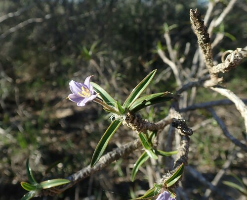 Xerophyta pinifolia