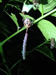 Eocanthecona furcellata