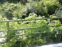 Sorbaria sorbifolia