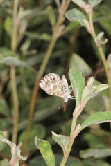 Theclinesthes serpentata serpentata