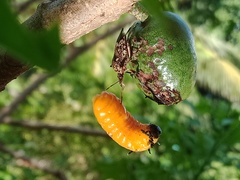Eocanthecona furcellata