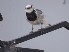 Motacilla alba