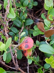 Exobasidium vaccinii