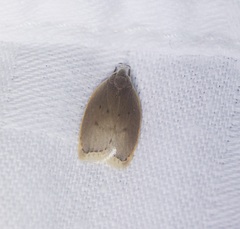 Scythropiodes