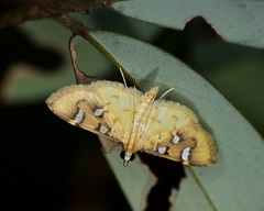 Cotachena histricalis