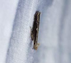 Hypatima spathota