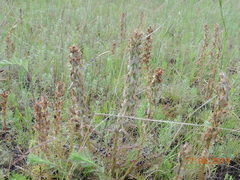 Pedicularis dasystachys