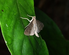 Omiodes tristrialis