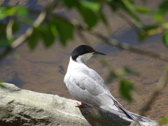 Sterna hirundo longipennis